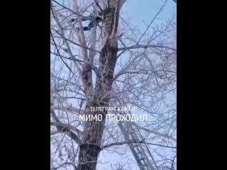 free подозреваемый в молодые школьницы забрался на дерево омск hd