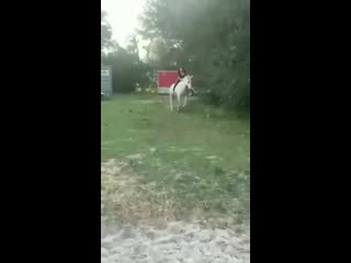 free лошадь была очень голодна hd