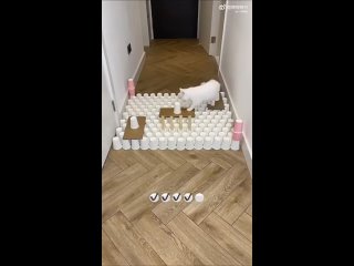 free какой аккуратный кот у меня бы снёс все и даже не заметил не жизнь а сплошное испытание hd