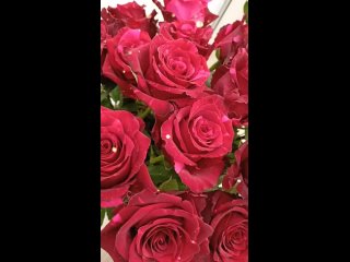 free роза red panther сочные шикарные розы вишнево цвета с розовыми штрихами hd