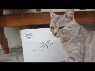 free а ну ка давай ка кот малыш и его секрет кошечка мурзя родила котенка дайте имя милашке привет от кролика баффи hd
