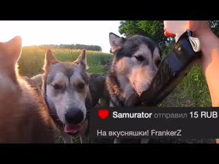 free молодые хаски и маламут рокки майк и лекси хаски не отпускает в поездку и не дает собрать чемодан хозяина hd