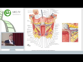 free лекция шкарупа д д функциональная анатомия тазового дна для хирурга hd