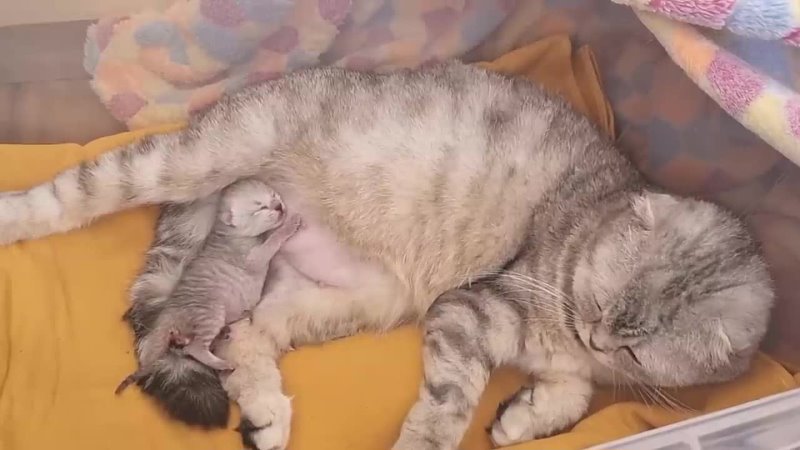 free сладкии маленькии котенок спит на маме кошке тихо мяукает и видит прекрасные сны hd
