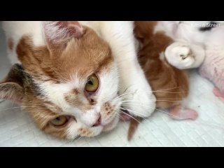 free кошка делает массаж новорожденному котенку пока тот пьет ее молоко hd