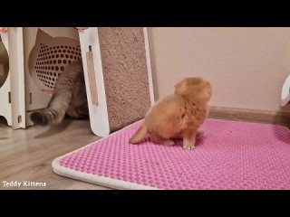 free котенок пинки уже умеет есть мясо и пить воду британская короткошерстная hd