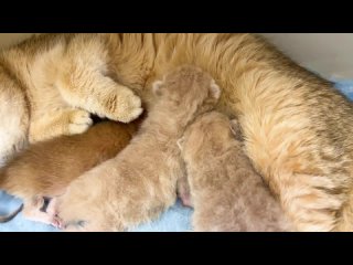 free котенок мяу учится мыть лапы и ползать к материнному молоку hd