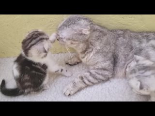 free мама кошка вылизывает и целует своего котенка умывает и ухаживает за котятами котенок целует маму hd