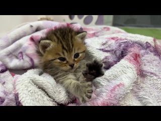 free крохотный котенок сосет и облизывает свою лапу под милое мяуканье сестры кики hd