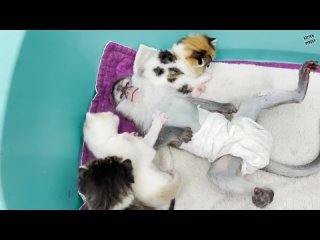 free котята не дают спать малышке обезьянке сьюзи hd