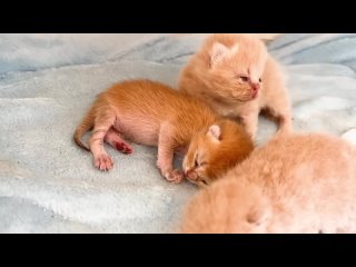 free мама кошка делает когтями массаж котенку мяу и он ползет пить молоко hd