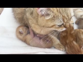 free котенок ищет грудь мамы кошки не с той стороны после рождения hd