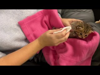 free принятый на воспитание котенок кики громко мяукает пока я кормлю и делаю массаж его брату hd