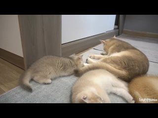 free котенок мио и ее мама кошка боролись пока ее братья и сестры крепко спали hd