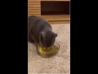 free instead of giving your cat regular catnip make them catnip tea hd