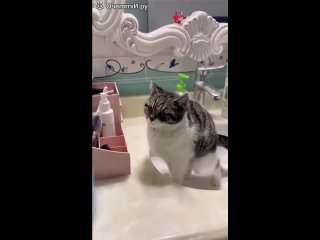 free а так хотелось сделать все красиво смешное видео жалко кота в туалете hd