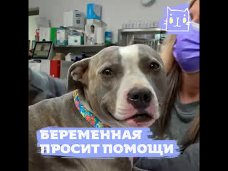 free беременная молодые пришла просить помощи hd