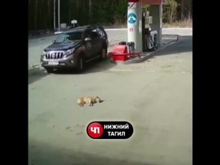 free 18 даже не остановился на серовском тракте на автозапрае водитель иномарки переехал молодые hd
