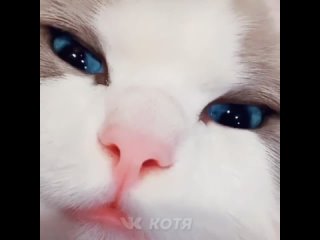 free котя самые милые молодые 4 кот кошка котенок кусь cat cats hd