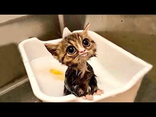free котя самые милые молодые 9 кот кошка котенок кусь cat cats hd