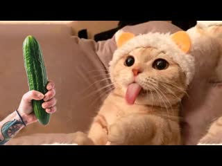 free котя самые милые молодые 28 кот кошка котенок кусь cat cats hd