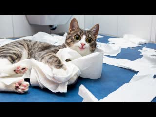 free котя самые милые молодые 96 кот кошка котенок кусь cat cats hd