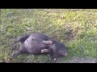 free эта свинья катается пьяная на ферментированной кукурузе hd