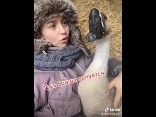 free каролина из деревни а в конце гусь гриша меня поцеловал село деревня сельскийблогер гришавселе village гуси tiktok hd