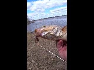 free огромная плотва жадно влупила на кусок мяса hd