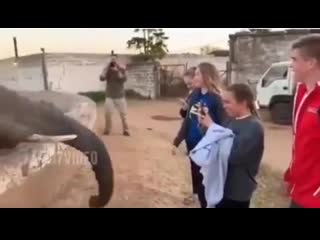 free вписка вписались в зоопарке камеру вырубай нах слоники прилетело не ходите молодые в африку гулять hd