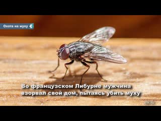 free во франции пожилой мужчина случайно взорвал дом пытаясь убить муху hd