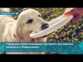 free город для молодые планируют построить российские кинологи в подмосковье hd