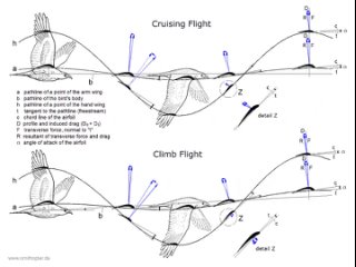 free birds wing flapping reference source 1 source 2 source 3 source 4 source 5 source 6 hd