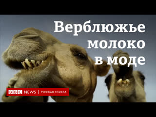free верблюжье молоко новое золото почему растет спрос на этот продукт и кто на этом зарабатывает hd