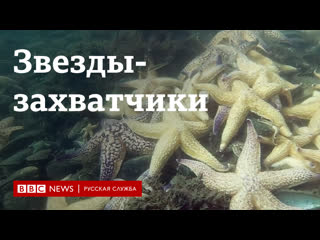 free как амурские морские звезды захватили побережье австралии и кто с ними борется hd