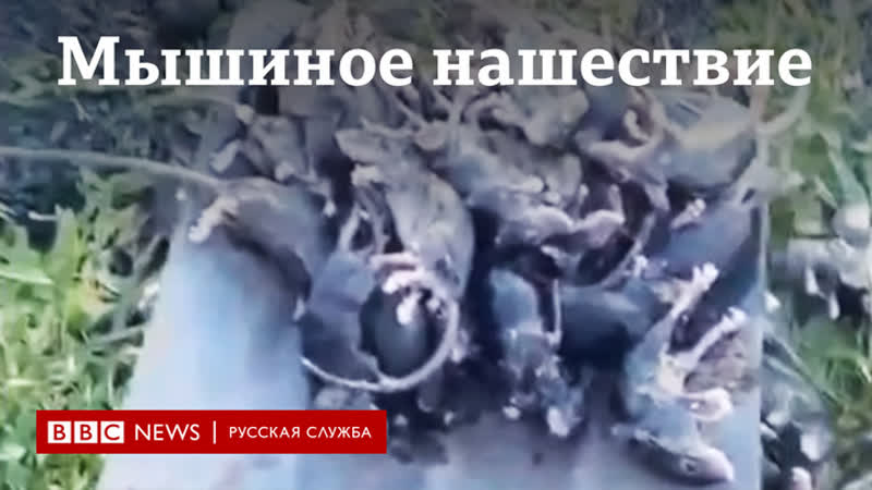 free земля под ногами шевелится нашествие грызунов в австралии может разорить фермеров hd