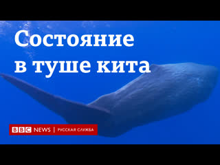 free очень большая золотая рыбка как туша кита принесла рыбакам 15 млн долларов hd
