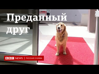 free в турции молодые не пустили в скорую вместе с хозяйкой пес бежал за машиной до больницы hd