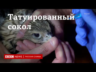 free сокол с татуироой sos как экологи при помощи наколок пытаются спасти птиц от браконьеров hd