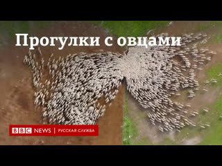 free прогулки с овцами фотограф в израиле 7 месяцев следил за пасущимся стадом с дрона hd