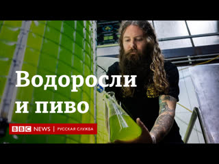 free пиво в борьбе за климат как водоросли помогают сократить выбросы углекислого газа при производстве напитка hd