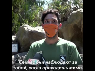 free они наблюдают за тобой когда проходишь мимо приближаются смотрят в глаза это очень трогательно hd