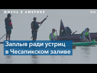 free 320 км на падлборде заплыв через чесапикский залив стартовал на восточном побережье hd