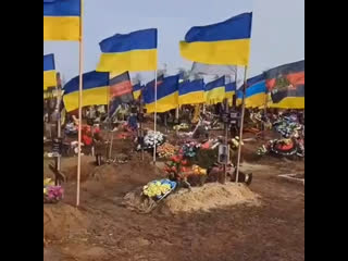 free скажите а сколько сегодня дней с начала сво триста тридцать три hd