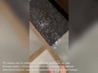 free по началу как то забавляло пшекское хрюканье но чем больше видео с поляками появляется открывается суровая hd