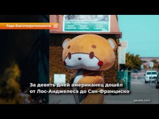 free парень в костюме плюшевого мишки прошёл около 800 километров ради благотворительности hd