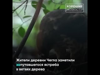 free спасатели ленобласти освободили редкого ястреба из ловушки hd