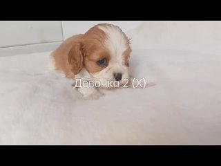 free 7 968 479 14 04 профессиональный монопородный питомник кавалер кинг чарльз спаниелей из прованса с любовью hd