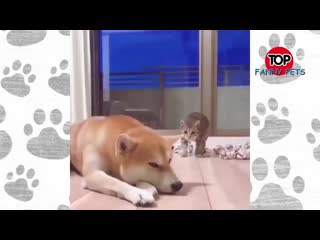 free лучшие приколы март приколы 2019 топ смешных видео смешные молодые hd