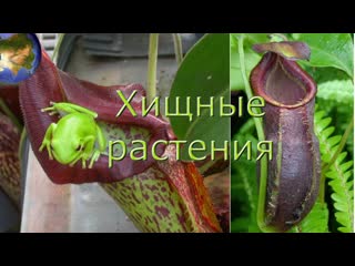 free хищные растения не хотелось бы встретить эти растения на своем пути удивительное рядом hd